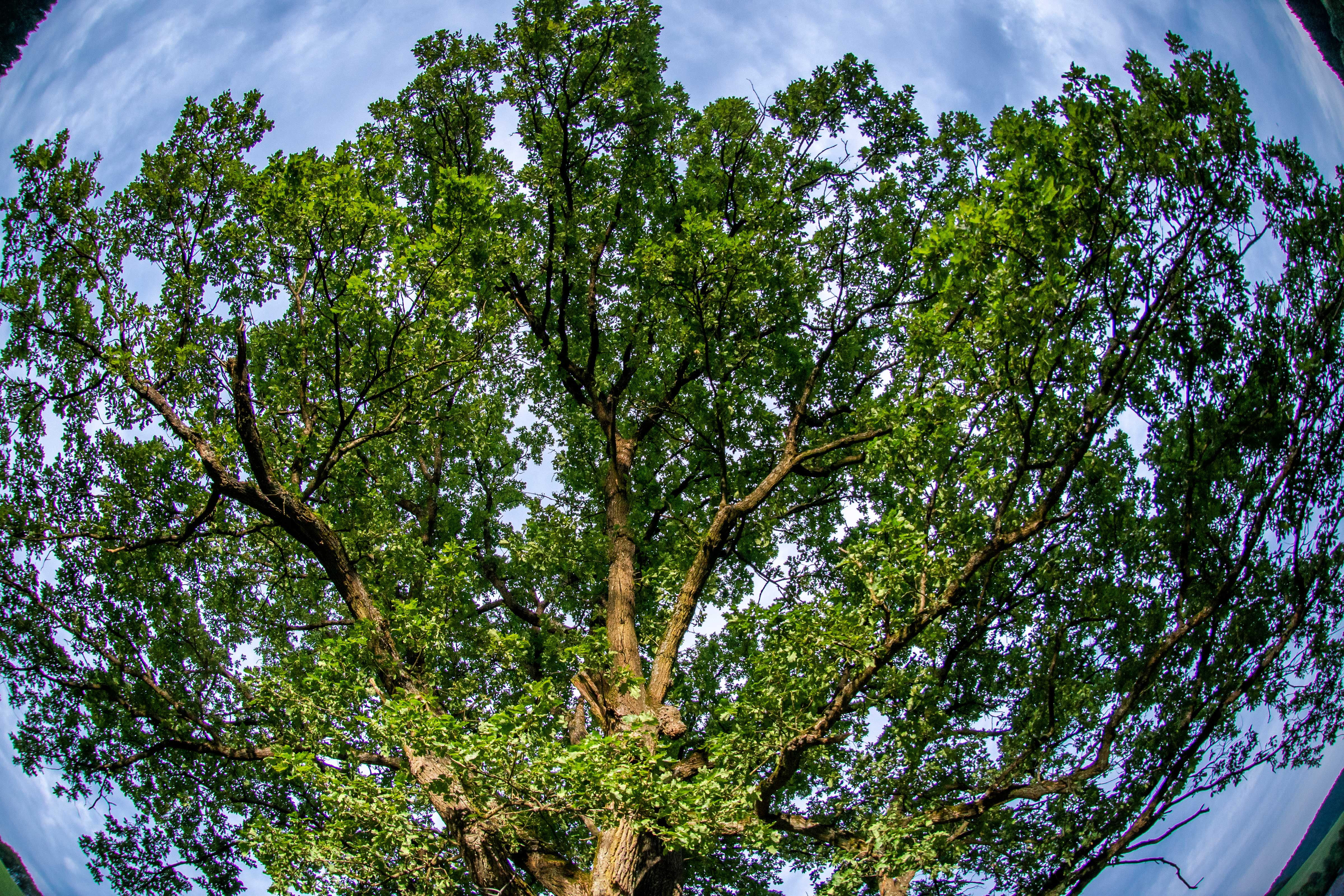 Eiche im Ohl - Krone mit Froschblick