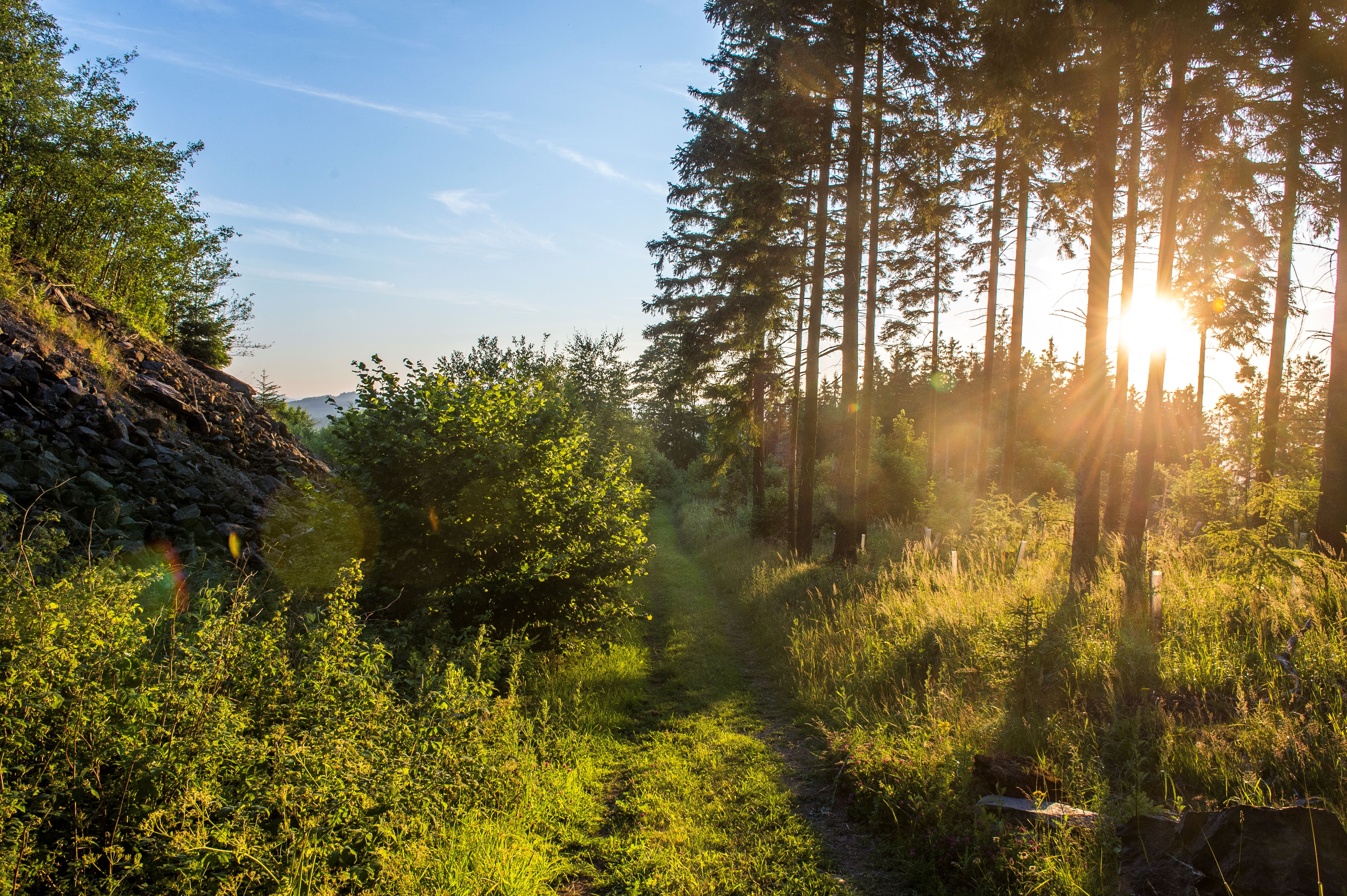 Schmaler Wiesenpfad im Sommerlicht