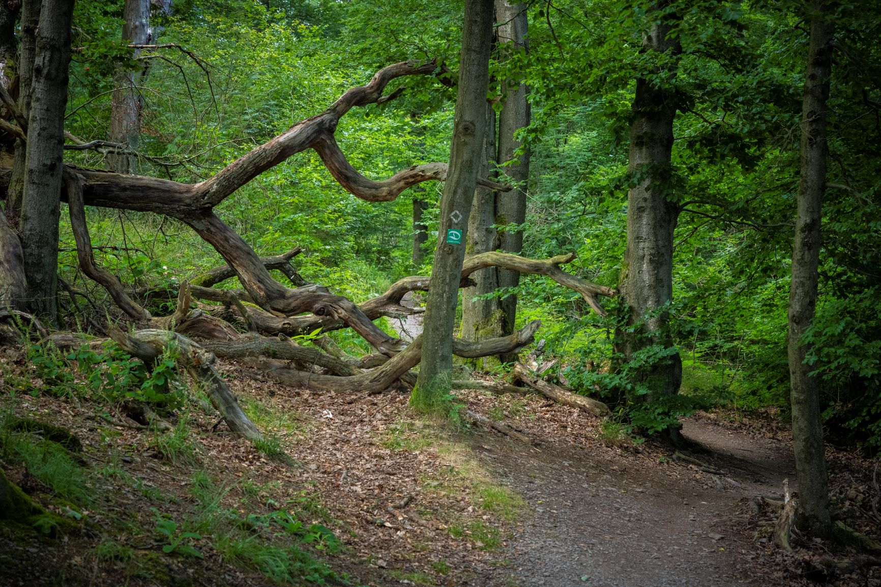 Pfad durch einen lichten Laubwald zum St Muffert