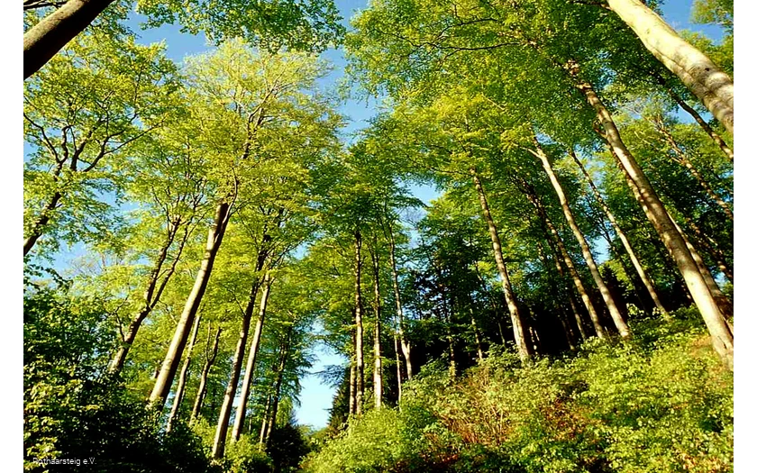 Lichter Sommerwald am Rothaarsteig