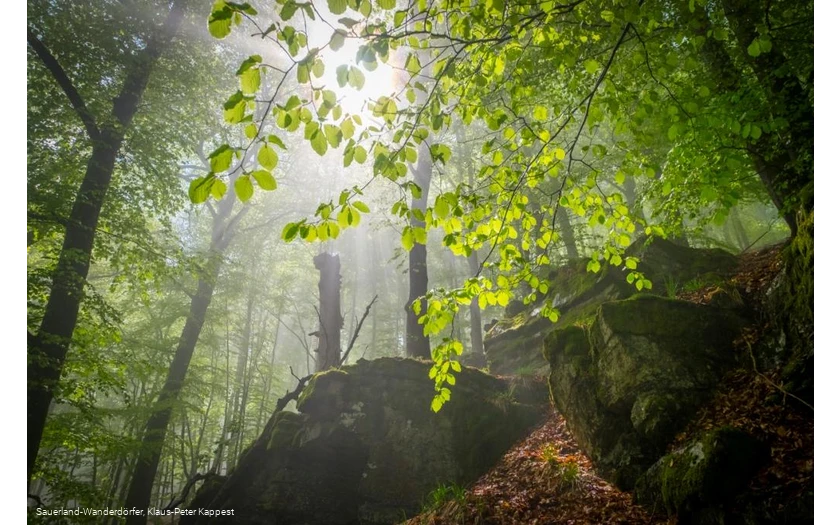 Sauerland-Wanderdörfer Hollenhaus mit Blätterdach im Sonnenlicht