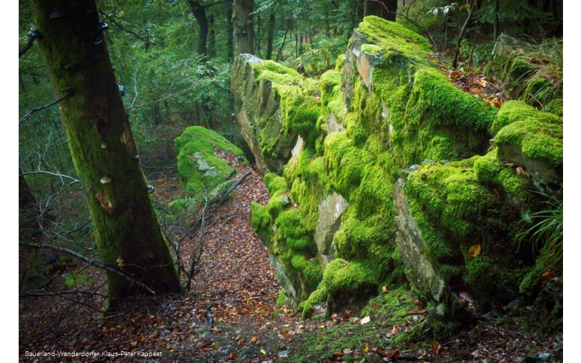 Mit Moos überzogener Hollenfelsen in den Sauerland-Wanderdörfern