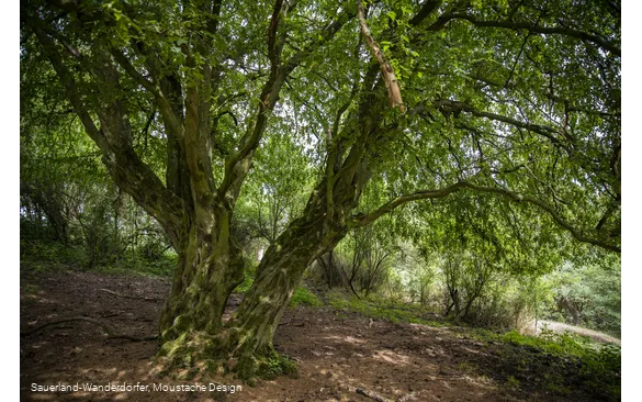 Großer Baum