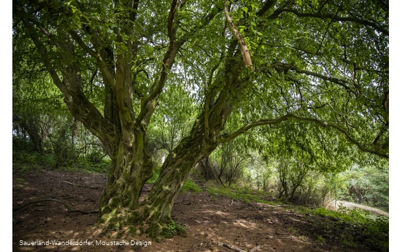 Großer Baum