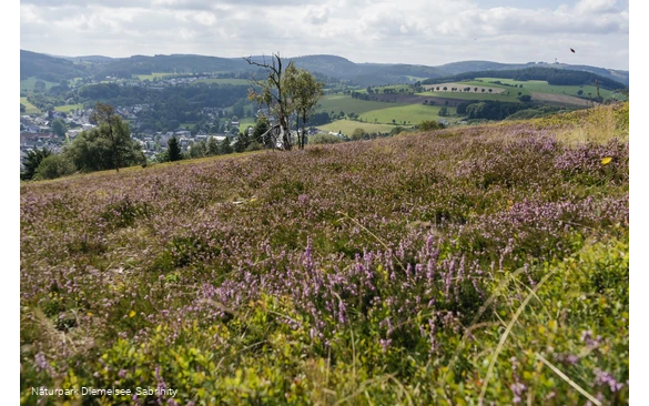 Heidelandschaft auf dem Osterkopf