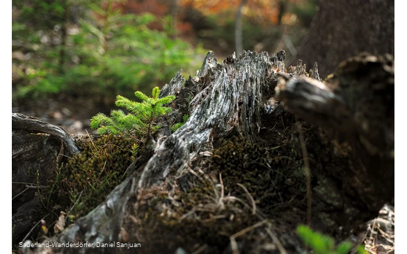 Kyrillpfad_Fichte wächst aus einem abgestorbenen Baumstumpf