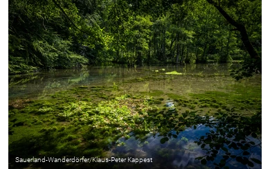 Grüner Blick auf die Almequellen