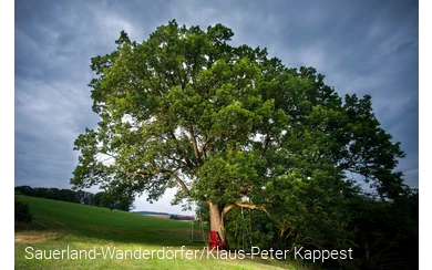Eiche im Ohl mit rotem Stuhl