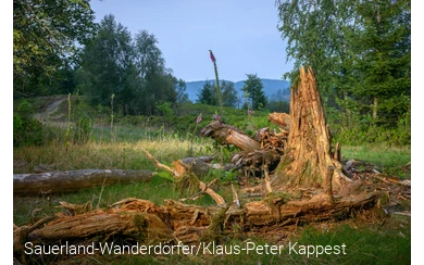 ein abgestorbener Baum am Orenberg