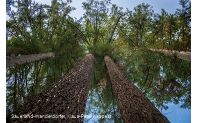 Dicht an dicht stehen die Douglasien beieinander
