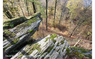 Blick vom Borberg in den Wald