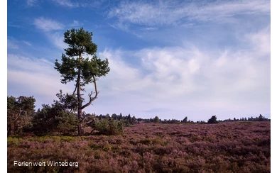 Niedersfeld Hochheide Heidelandschaft