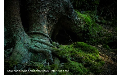 Moosbewachsener Baum im Schinkenkeller