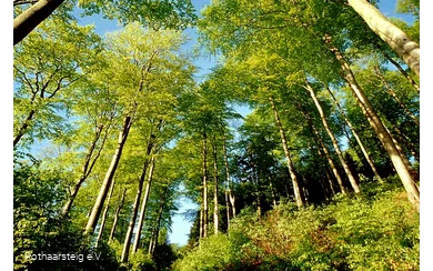 Lichter Sommerwald am Rothaarsteig