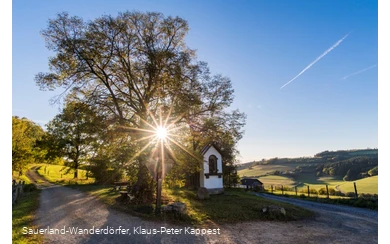 Die Lausebuche vor blauem Himmel in der Abenddämmerung