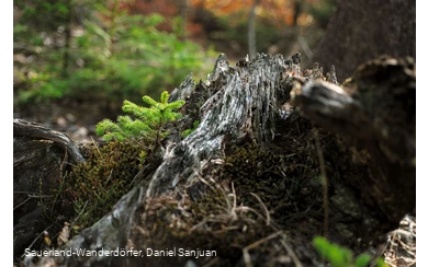 Kyrillpfad_Fichte wächst aus einem abgestorbenen Baumstumpf