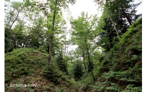 Steinbruch am Schinkenkeller, Blick in den Himmel