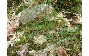 Tautropfen an Grashalmen im Steinbruch