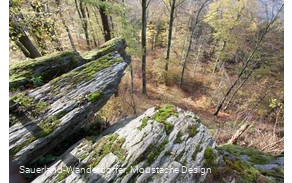 Blick vom Borberg in den Wald