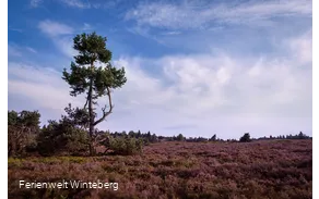 Niedersfeld Hochheide Heidelandschaft