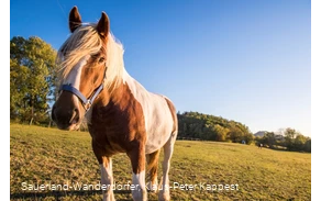 Nahaufnahme eines Pferdes vor der Lausebuche