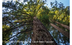 Große Douglasie vom Boden aufwärts fotografiert