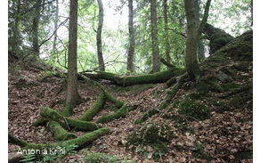 Steinbruch am Schinkenkeller