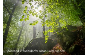 Sauerland-Wanderdörfer Hollenhaus mit Blätterdach im Sonnenlicht