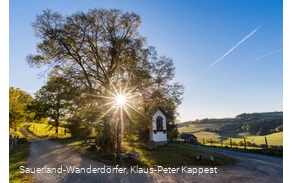 Die Lausebuche vor blauem Himmel in der Abenddämmerung