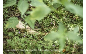 Weiße Knochen auf dem Waldboden
