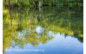 Bäume spiegeln sich im klaren Wasser der Almequellen