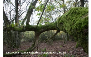 Moosbewachsener Baum an den Quarzklippen