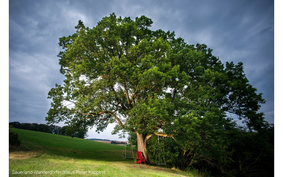 Eiche im Ohl mit rotem Stuhl