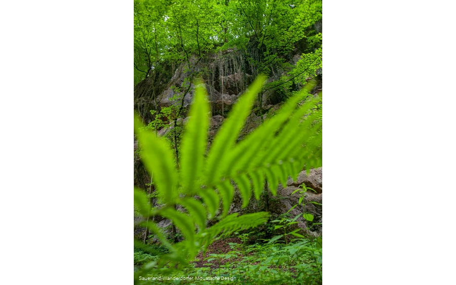 Grüner Farn im Steinbruch Peperburg