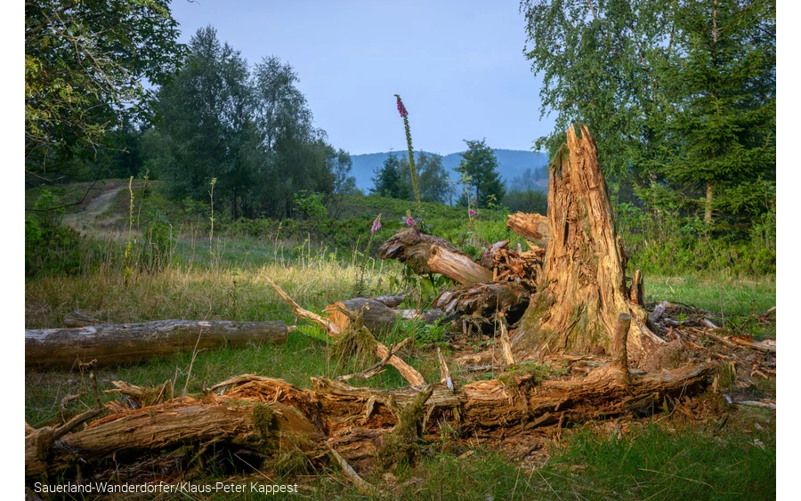 ein abgestorbener Baum am Orenberg
