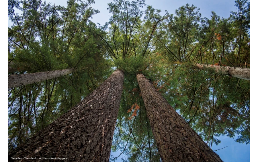 Dicht an dicht stehen die Douglasien beieinander