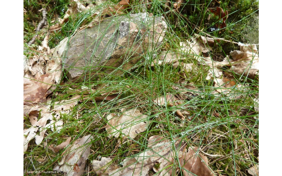 Tautropfen an Grashalmen im Steinbruch