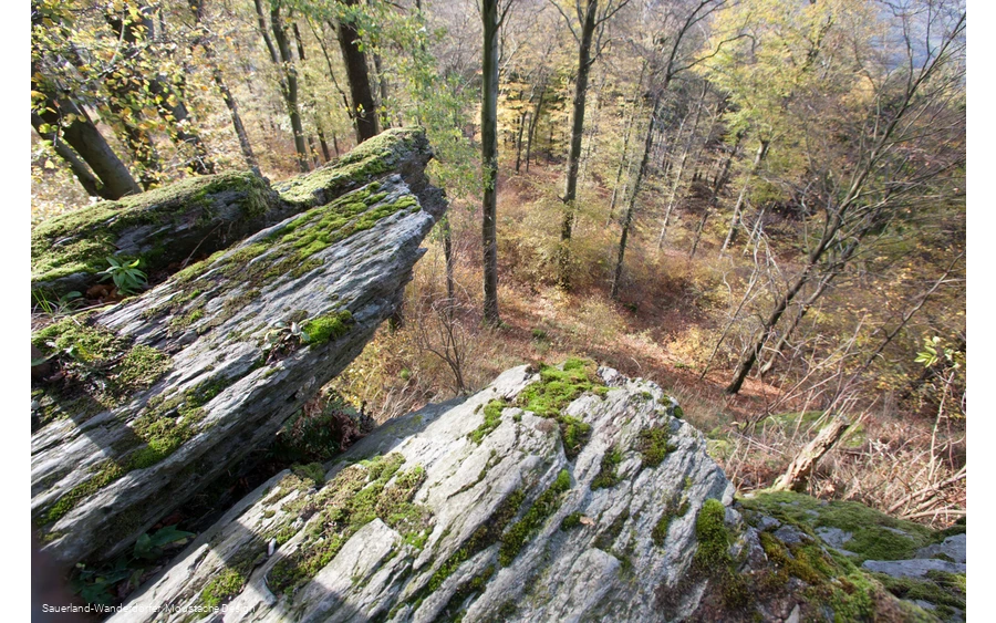 Blick vom Borberg in den Wald