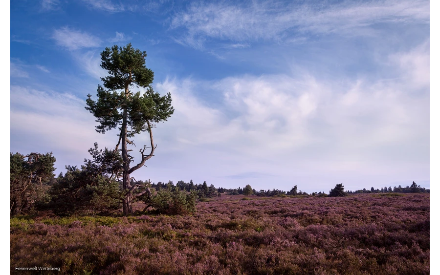Niedersfeld Hochheide Heidelandschaft