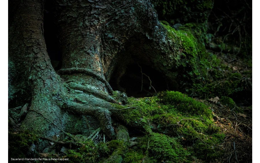 Moosbewachsener Baum im Schinkenkeller