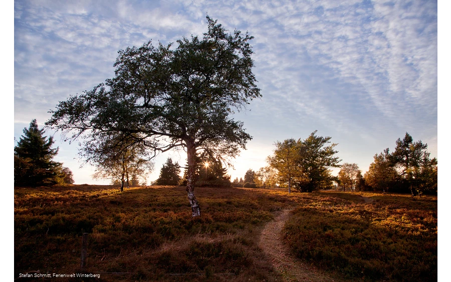 Landschaftstherapieweg auf der Niedersfelder Hochheide
