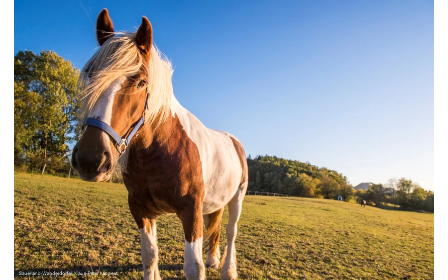 Nahaufnahme eines Pferdes vor der Lausebuche