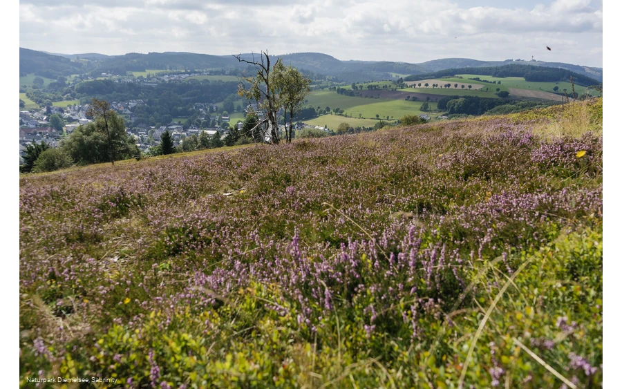 Heidelandschaft auf dem Osterkopf