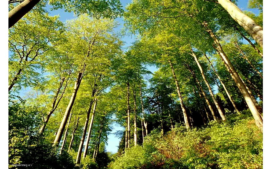 Lichter Sommerwald am Rothaarsteig