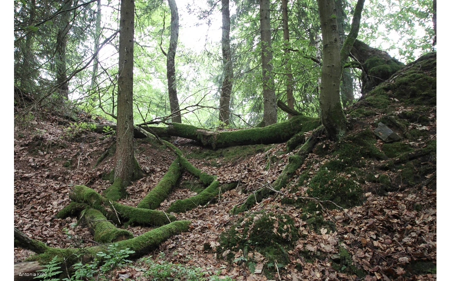 Steinbruch am Schinkenkeller