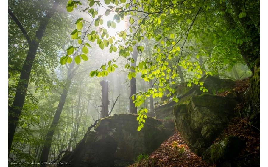 Sauerland-Wanderdörfer Hollenhaus mit Blätterdach im Sonnenlicht