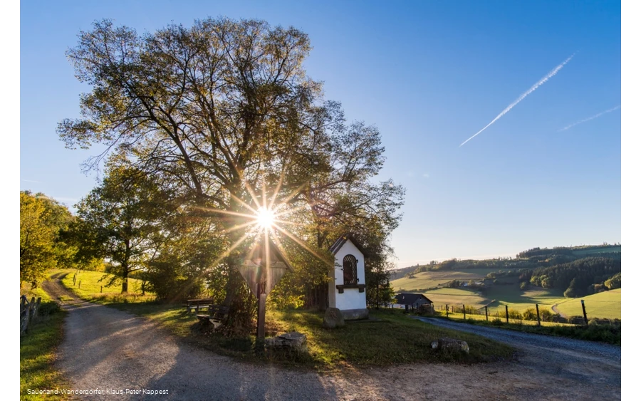 Die Lausebuche vor blauem Himmel in der Abenddämmerung