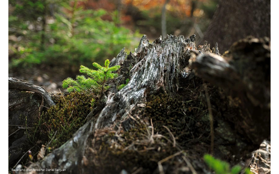 Kyrillpfad_Fichte wächst aus einem abgestorbenen Baumstumpf