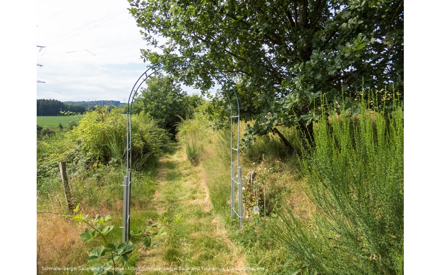 Dornröschenweg bei Arpe