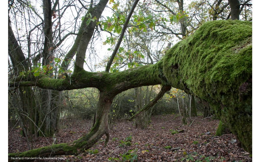 Moosbewachsener Baum an den Quarzklippen